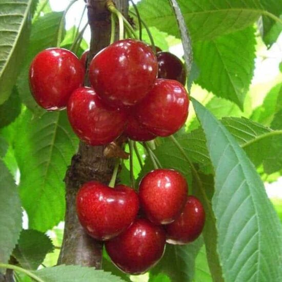 Koloninė trešnė"SILVA"